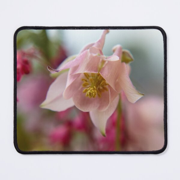 Blüte einer Aquilegia im Rosa Mauspad