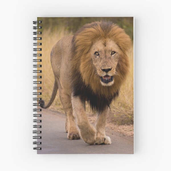 Item preview, African lion, South Africa designed and sold by Erik Schlogl.