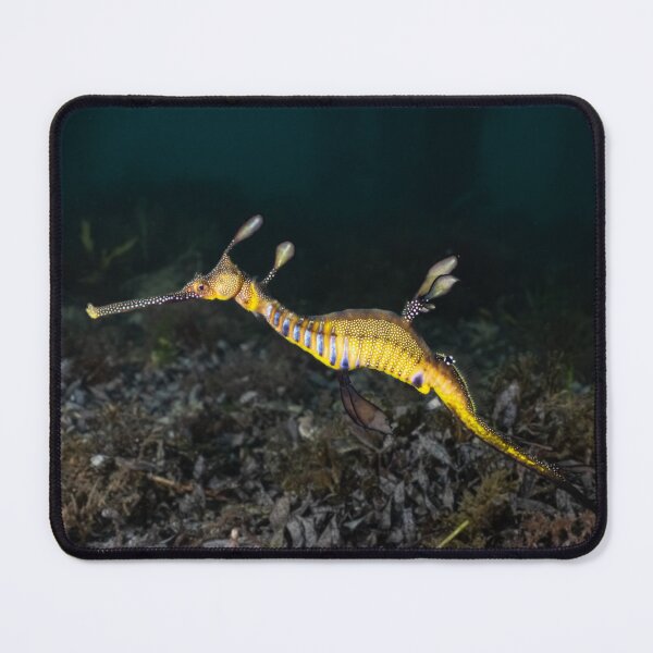 Item preview, Weedy Sea Dragon designed and sold by Mark Stiebel.
