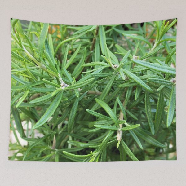 Item preview, Rosemary - Herb designed and sold by Scott and Mary Schneider art_photography.