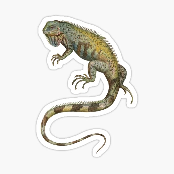 Iguana Tropical Lizard Pet Iguana Lover Sticker