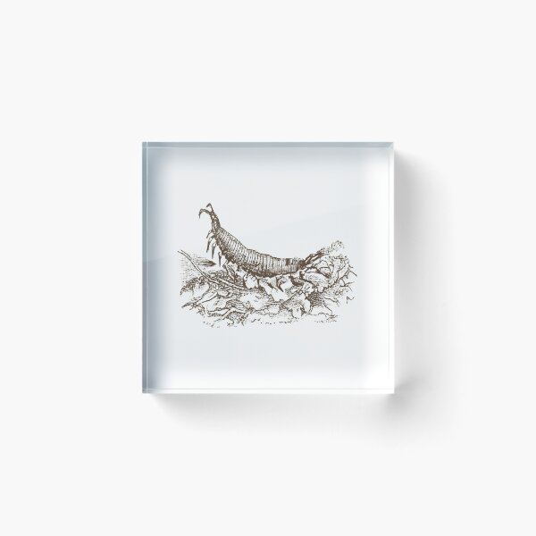 Item preview, Leaf Litter Centipede designed and sold by stuch75.