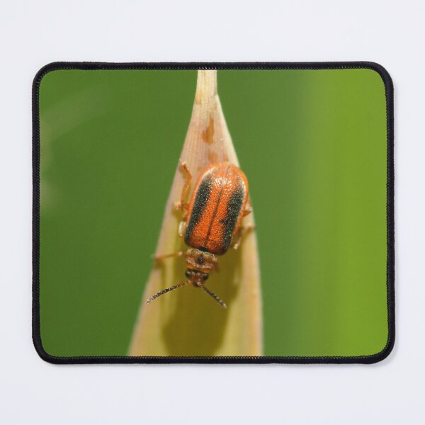 Item preview, Orange and Black Beetle  designed and sold by WWbugsandslugs.