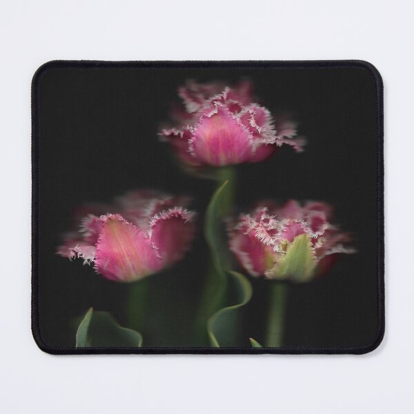 Item preview, 3 Pretty Pink Tulips In The Dark designed and sold by lmocimages.