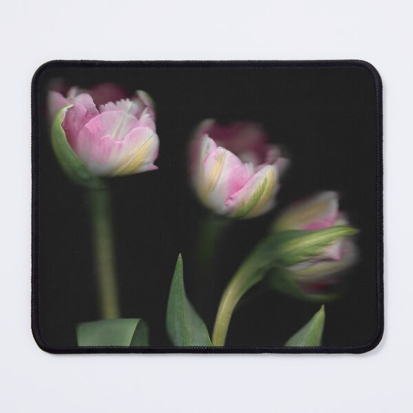 Item preview, 3 Pretty Pink & White Tulips In The Dark designed and sold by lmocimages.