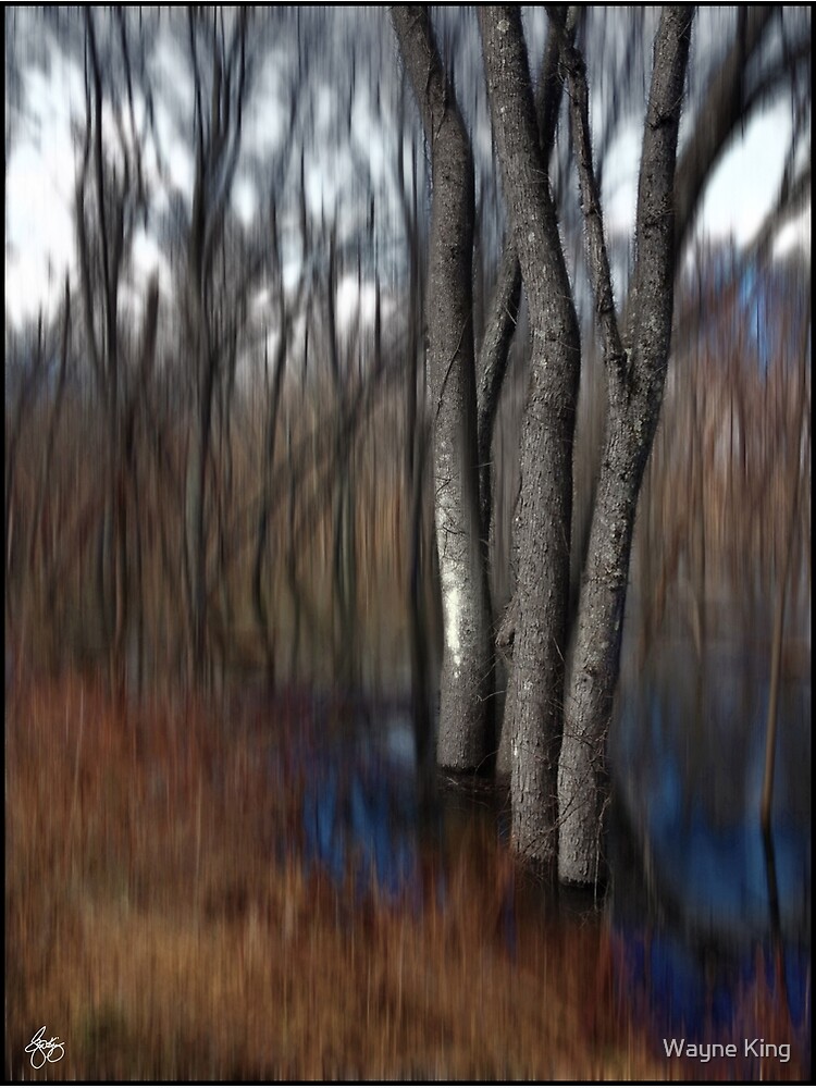 Spring Colors in a Floodplain Forest by waynedking