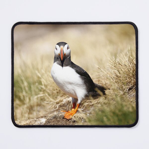 Item preview, Posing Puffin designed and sold by MartinPhotos.