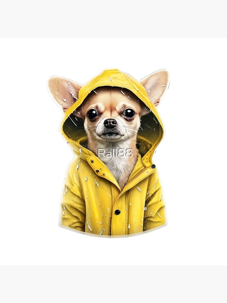 Chihuahua hotsell in raincoat