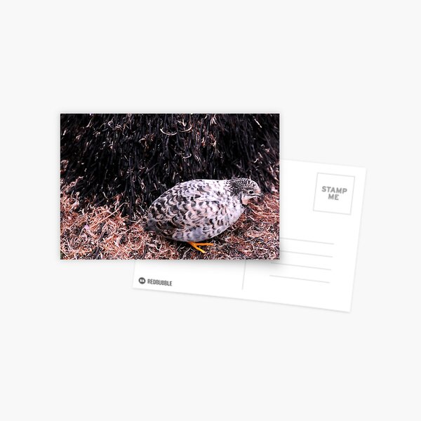 Button Quail Postcard