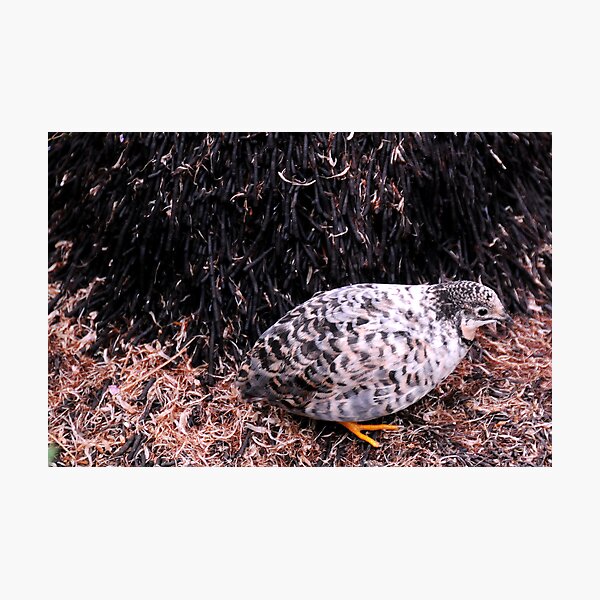 Button Quail Photographic Print