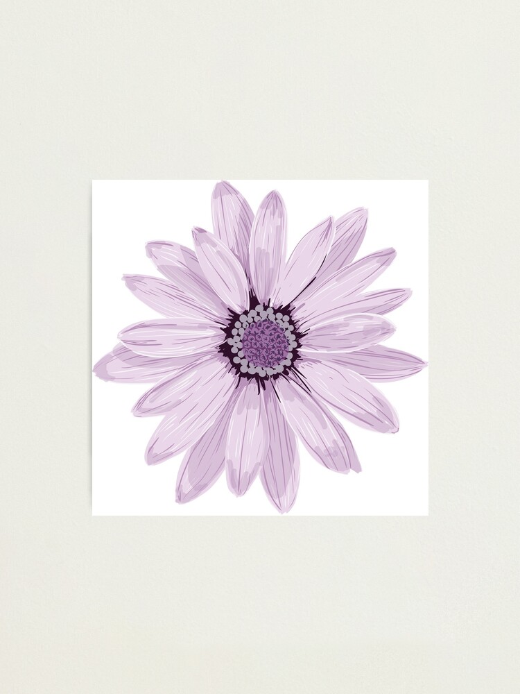 Alternate view of Purple Daisy Photographic Print