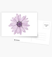 Purple Daisy Postcards