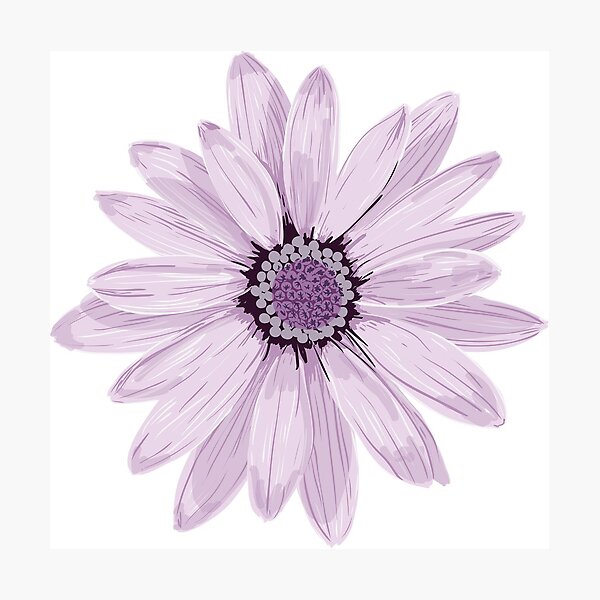 Purple Daisy Photographic Print