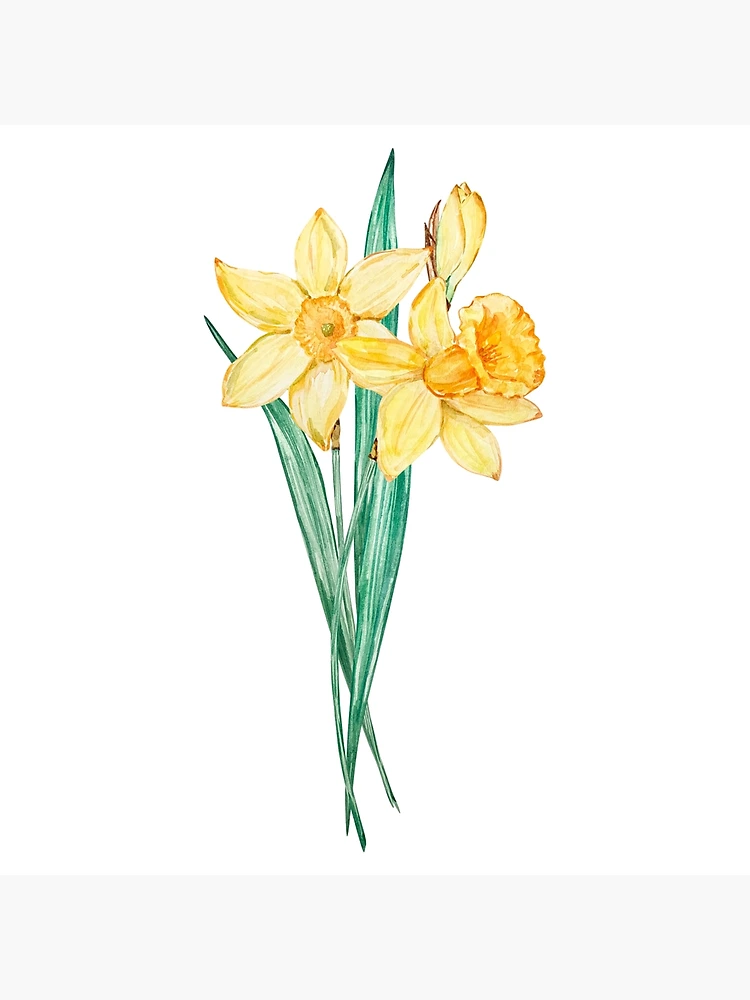 Fashion March Birth Flower: Daffodil