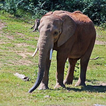 Artwork thumbnail, Birmingham Elephant by Michiale