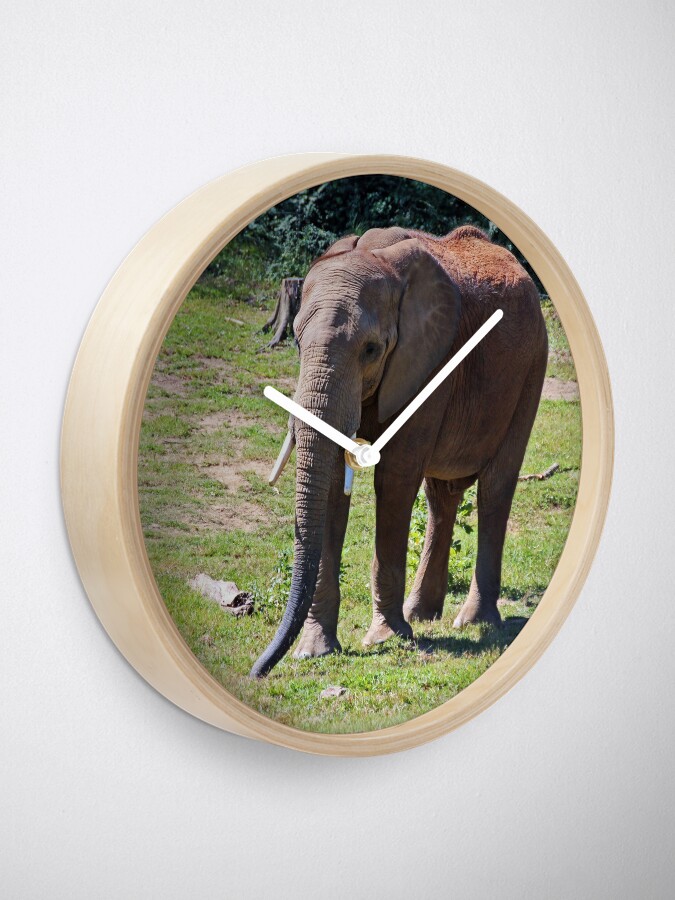 Thumbnail 2 of 4, Clock, Birmingham Elephant designed and sold by Michiale.