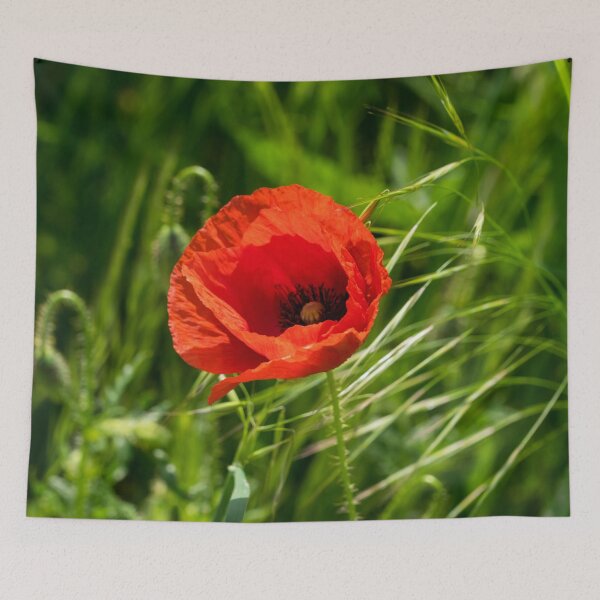 Item preview, Summer is Coming - Single Poppy Flower in the Grass designed and sold by Georgia Mizuleva.