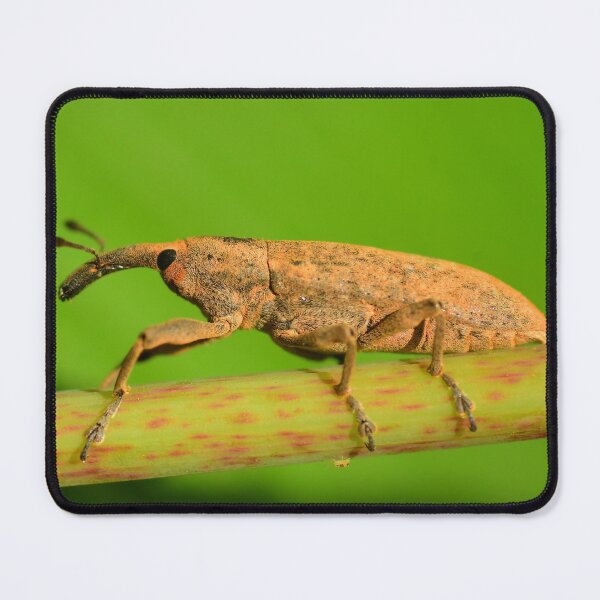 Item preview, Silly Weevil designed and sold by WWbugsandslugs.