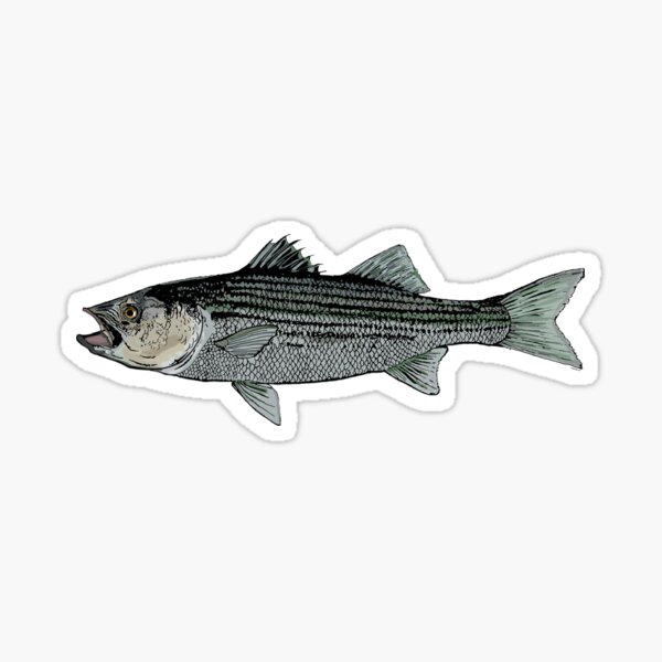 striped bass fishing Sticker for Sale by hookink