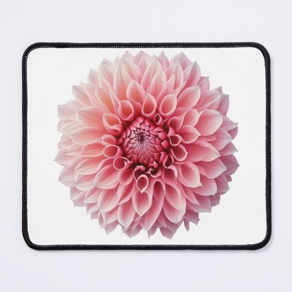 Item preview, Dahlia, pink flower designed and sold by Aliaksandr Kudlakou.