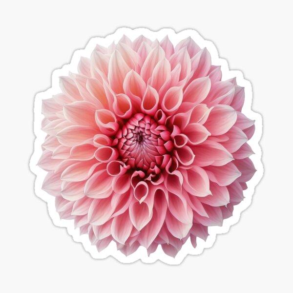 Item preview, Dahlia, pink flower designed and sold by Aliaksandr Kudlakou.