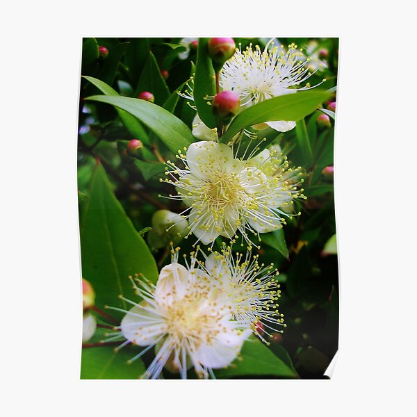 Myrtus communis (Myrtle) Poster