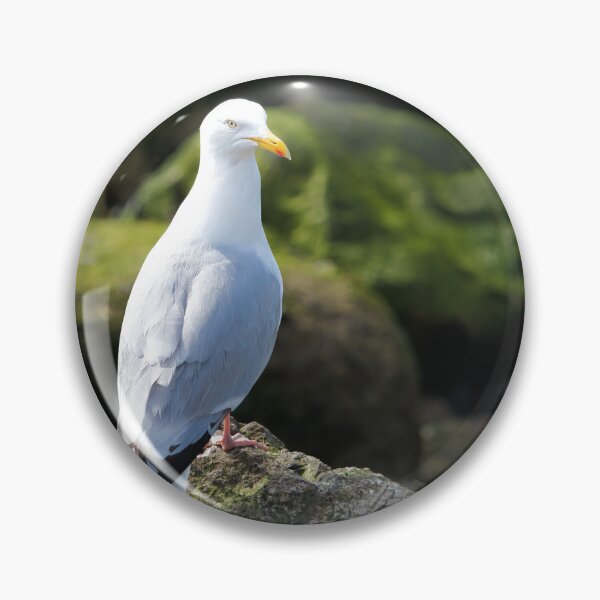Item preview, Herring Gull Perched on Rocks designed and sold by Dorset Girl.