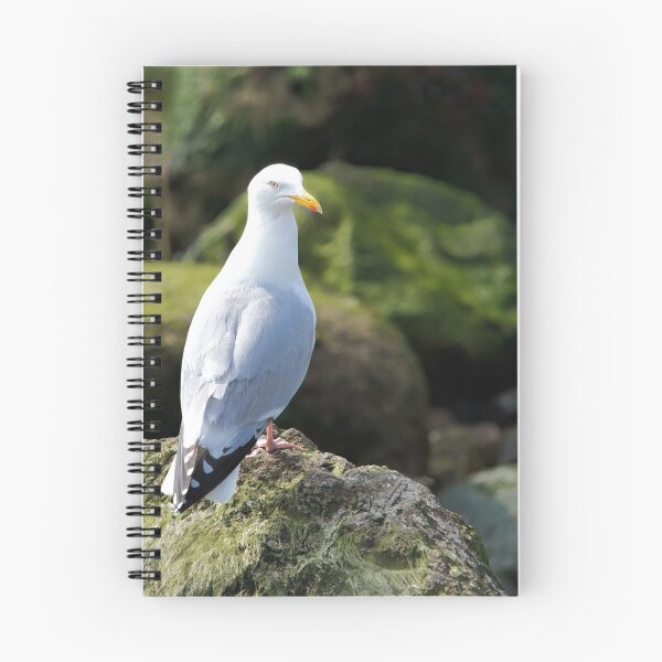 Item preview, Herring Gull Perched on Rocks designed and sold by Dorset Girl.