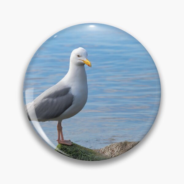 Item preview, Herring Gull Perched on Rocks designed and sold by Dorset Girl.
