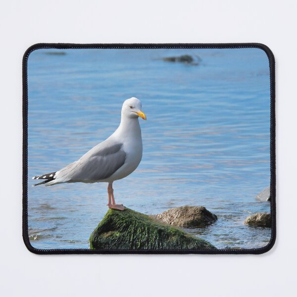 Item preview, Herring Gull Perched on Rocks designed and sold by Dorset Girl.