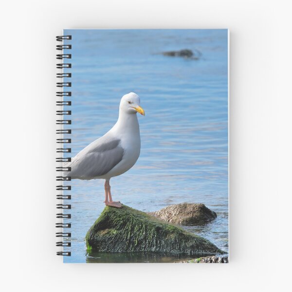 Item preview, Herring Gull Perched on Rocks designed and sold by Dorset Girl.