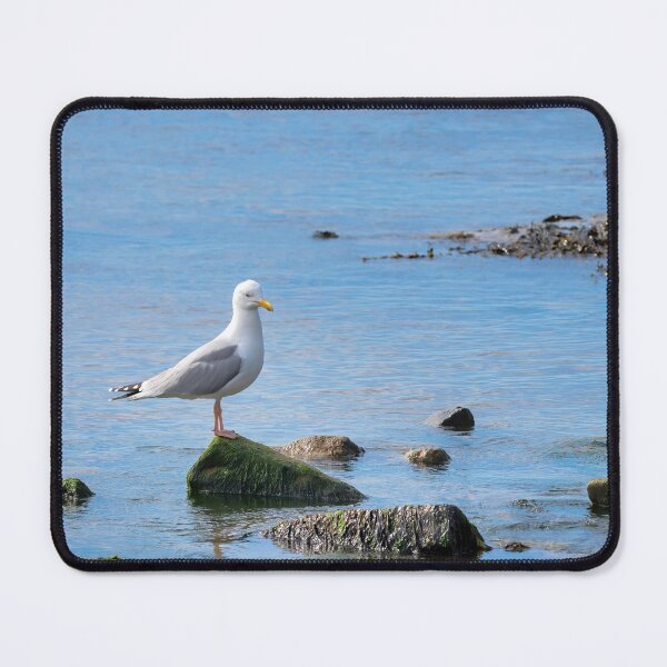 Item preview, Herring Gull Perched on Rocks designed and sold by Dorset Girl.