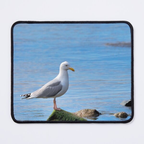 Item preview, Herring Gull Perched on Rocks designed and sold by Dorset Girl.