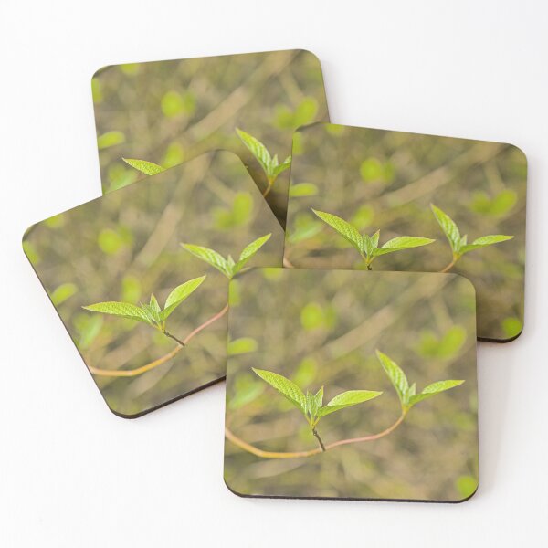 Item preview, Budding leaves of dogwood designed and sold by xophotography.