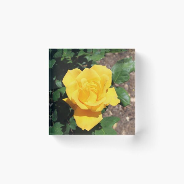 Item preview, Bright Yellow Rose designed and sold by BattlefoxxEarth.