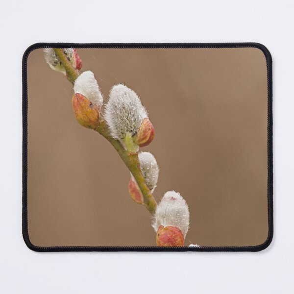Item preview, Closeup of the twigs of a goat willow designed and sold by xophotography.