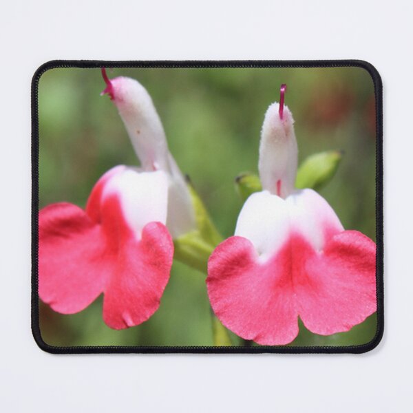 Item preview, Pucker Up! Hot Lips Sage Flowers (Salvia microphylla) designed and sold by BattlefoxxEarth.