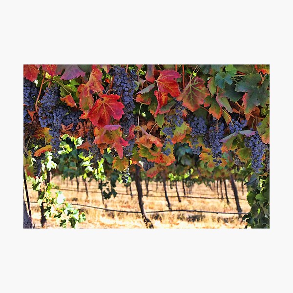 Item preview, Wine Country Fall Colors Harvest Vineyard Grapes and Vines designed and sold by Stephanie Laird.