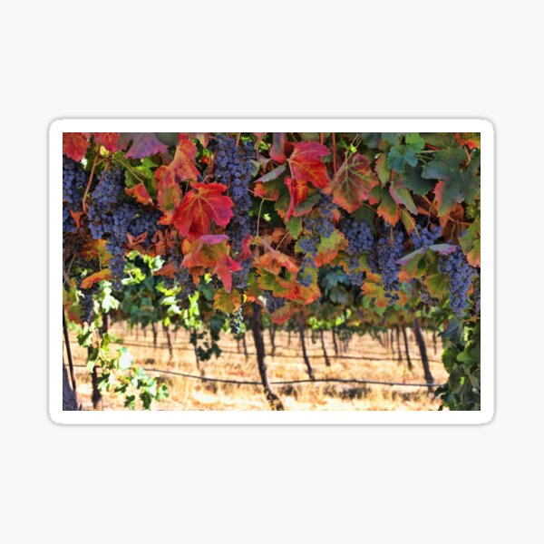 Item preview, Wine Country Fall Colors Harvest Vineyard Grapes and Vines designed and sold by Stephanie Laird.