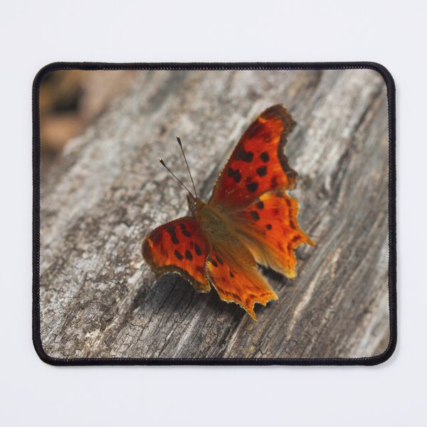 Item preview, 533 Satyr Comma Butterfly designed and sold by ptosis.