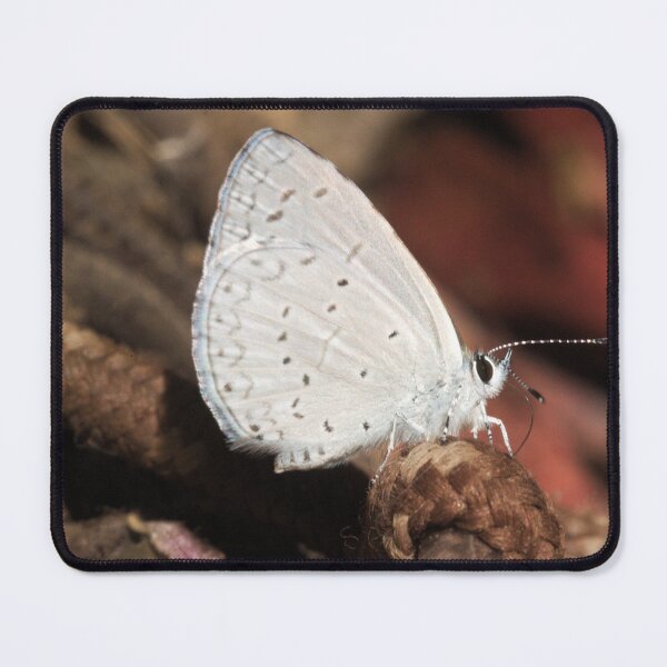 Item preview, 532 Echo Azure Butterfly designed and sold by ptosis.
