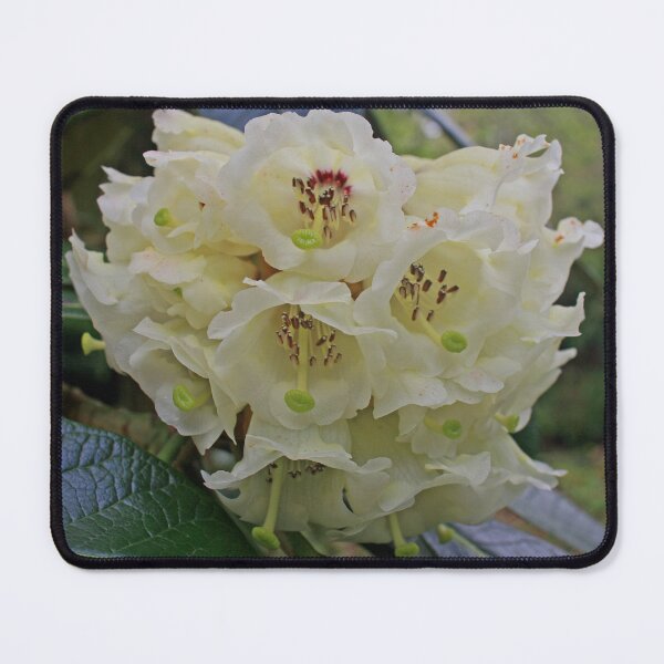 Item preview, Smooth & Creamy, May 2023 designed and sold by RedHillDigital.