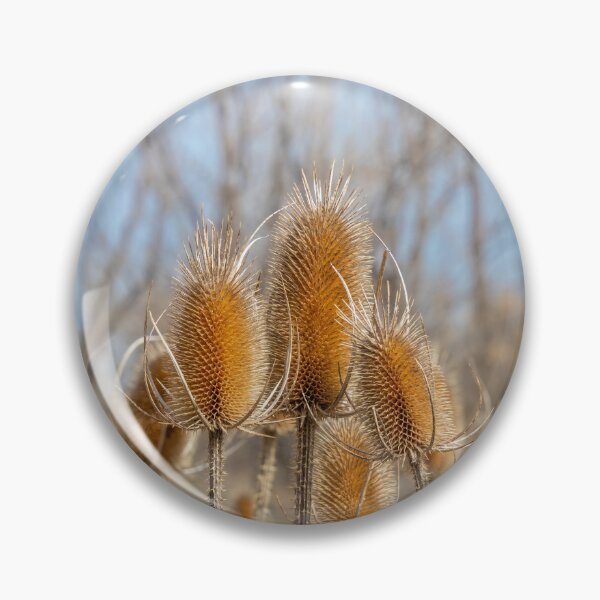 Item preview, Dry Prickly Burdock Weeds and Blue Sky designed and sold by SafariByMarisa.