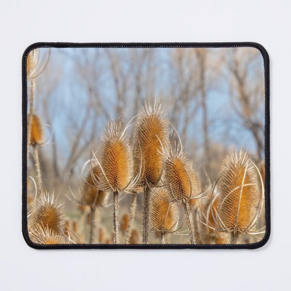 Item preview, Dry Prickly Burdock Weeds and Blue Sky designed and sold by SafariByMarisa.