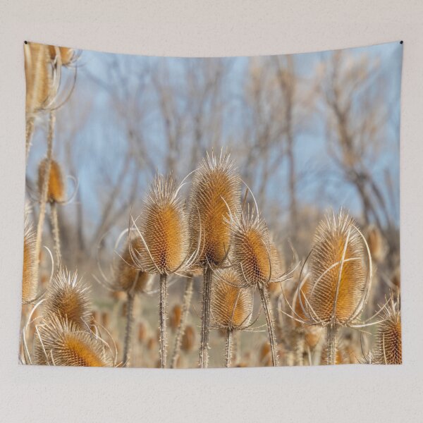 Item preview, Dry Prickly Burdock Weeds and Blue Sky designed and sold by SafariByMarisa.