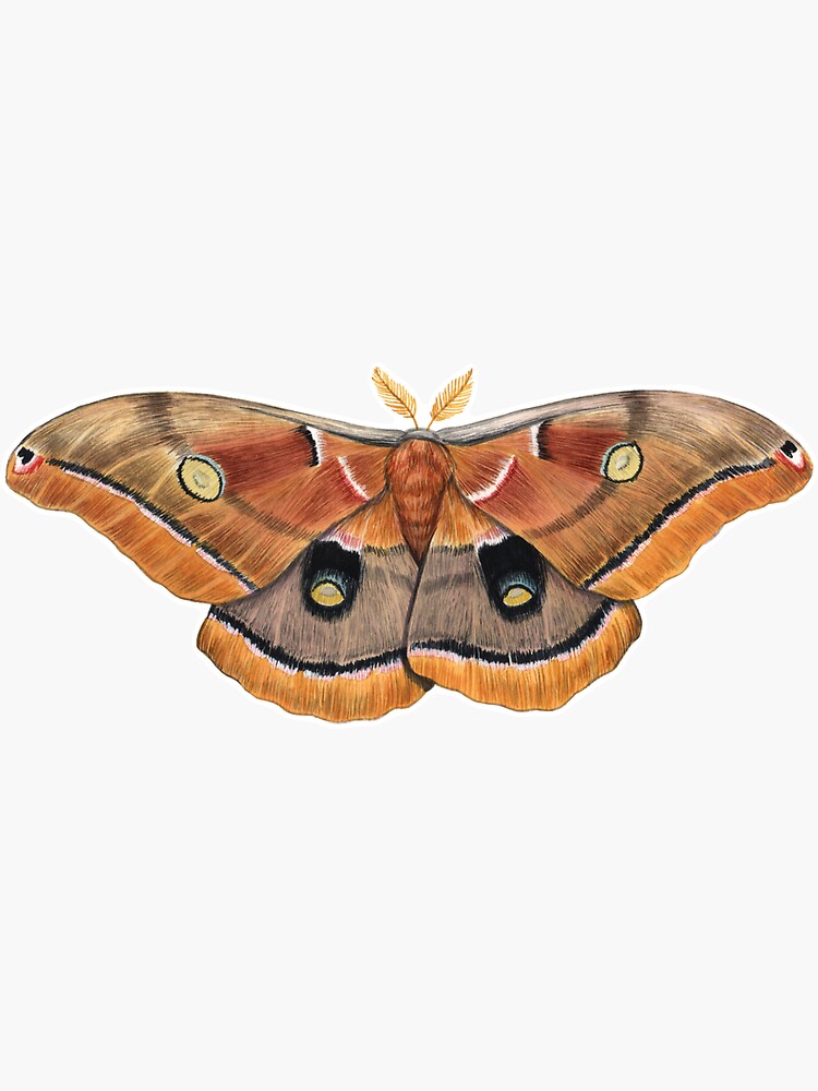 Polyphemus Moth (Antheraea polyphemus) II by JadaFitch