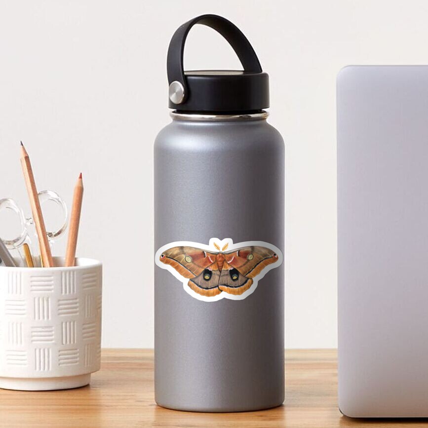 Polyphemus Moth (Antheraea polyphemus) II Sticker