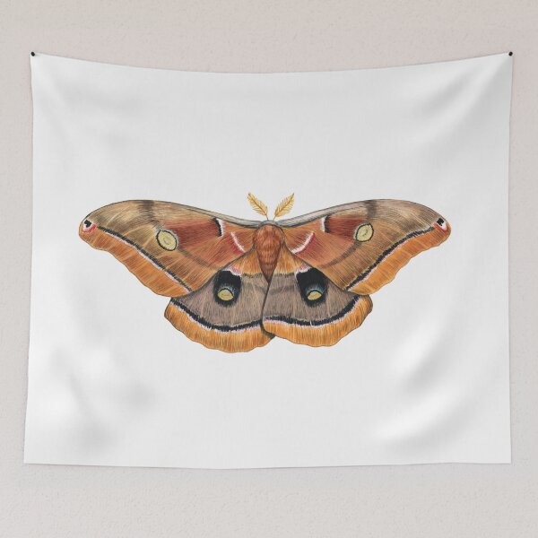 Item preview, Polyphemus Moth (Antheraea polyphemus) II designed and sold by JadaFitch.