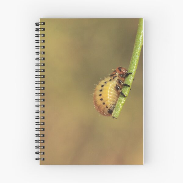 Item preview, 518 Colorado Potato Beetle designed and sold by ptosis.