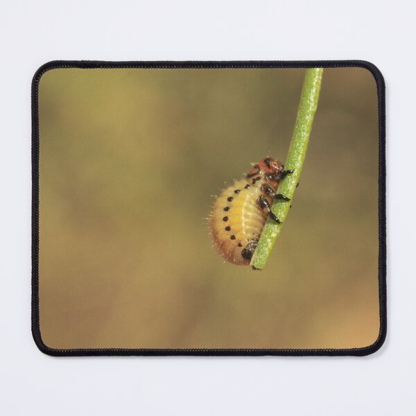 Item preview, 518 Colorado Potato Beetle designed and sold by ptosis.